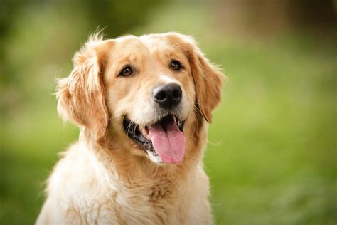 The Definition and Personality of the Golden Retriever。